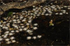 Syzygium hemisphericum